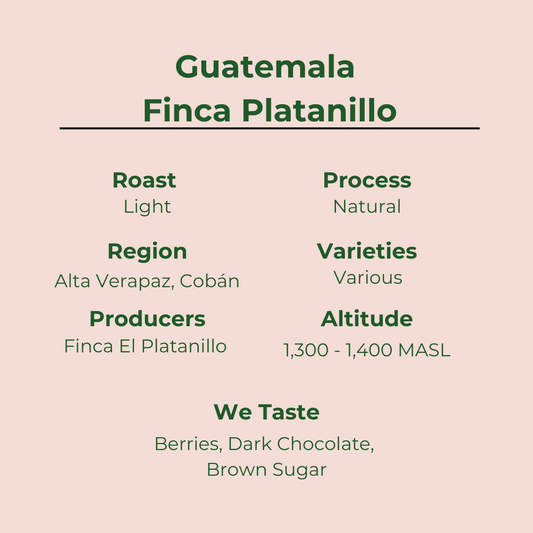 Guatemala Finca Platanillo